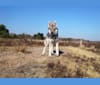 Koda, an Alaskan-type Husky and German Shepherd Dog mix tested with EmbarkVet.com