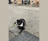 Levi, a Japanese or Korean Village Dog tested with EmbarkVet.com