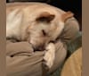 Bergen, a German Shepherd Dog and Neapolitan Mastiff mix tested with EmbarkVet.com