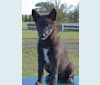 Zena, a Siberian Husky and German Shepherd Dog mix tested with EmbarkVet.com