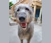 Gulliver, an Irish Wolfhound tested with EmbarkVet.com
