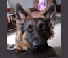 June Bug Gonzalez, a German Shepherd Dog tested with EmbarkVet.com