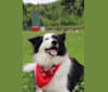 Spruce, a Border Collie (17.6% unresolved) tested with EmbarkVet.com