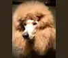 Zeus Kim’s King of Northern Reds a dog tested with EmbarkVet.com