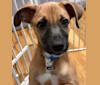 Eleanor Danvers (AKA Ellie), an American Village Dog tested with EmbarkVet.com