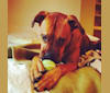 Lexi, a Boxer and Rottweiler mix tested with EmbarkVet.com