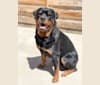 Maverick, a Rottweiler tested with EmbarkVet.com