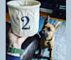Photo of Bryzzo Reese, a German Shepherd Dog, Belgian Malinois, and American Bully mix in Texas, USA