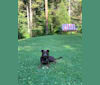 Leven, a Labrador Retriever and Siberian Husky mix tested with EmbarkVet.com