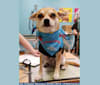Photo of JOE, a Chihuahua and Yorkshire Terrier mix in Chesterfield, England, United Kingdom