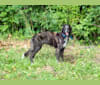 Fox Glen's Eire Airs Galway Girl "Ivy", a Silken Windhound tested with EmbarkVet.com