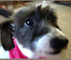 Yumi, a Dachshund and Poodle (Small) mix tested with EmbarkVet.com