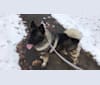 Bear, a Norwegian Elkhound tested with EmbarkVet.com
