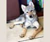 Naica a dog tested with EmbarkVet.com