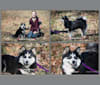 Photo of Tico, a Siberian Husky, Pomeranian, and American Eskimo Dog mix