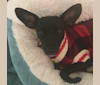 Stevie, a Chihuahua and Miniature Pinscher mix tested with EmbarkVet.com