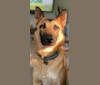 Kodak, a German Shepherd Dog and Belgian Malinois mix tested with EmbarkVet.com