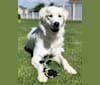 Scout, a Great Pyrenees tested with EmbarkVet.com