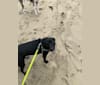 Hero, a Formosan Mountain Dog and Labrador Retriever mix tested with EmbarkVet.com