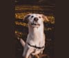 Photo of Atlas, an Australian Cattle Dog, Siberian Husky, German Shepherd Dog, and Mixed mix in South Dakota, USA