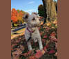 Photo of Zuzu, a Miniature Pinscher, Poodle (Small), Pomeranian, and Mixed mix in Steubenville, Ohio, USA