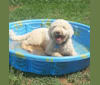 Snickers, a Lagotto Romagnolo tested with EmbarkVet.com