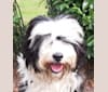 Ophaal Ben mazar-i-sharif, a Tibetan Terrier tested with EmbarkVet.com