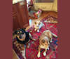 Photo of BELLA, an Australian Cattle Dog, Rottweiler, and Labrador Retriever mix in Pottsville, Pennsylvania, USA