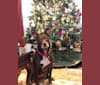Photo of Halle, an American Pit Bull Terrier, Catahoula Leopard Dog, and Mixed mix in Baton Rouge, LA, USA