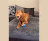 Lily, a Rottweiler and Labrador Retriever mix tested with EmbarkVet.com