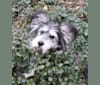 Lexy, a Siberian Husky and Labrador Retriever mix tested with EmbarkVet.com
