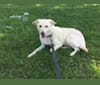 Sadie, a Beagle and Australian Cattle Dog mix tested with EmbarkVet.com