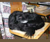 Dexter, a Poodle (Small) and Pomeranian mix tested with EmbarkVet.com