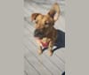 Hamilton, an American Pit Bull Terrier and Labrador Retriever mix tested with EmbarkVet.com