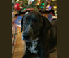 Scully, a Great Pyrenees and Treeing Walker Coonhound mix tested with EmbarkVet.com