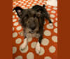Bluebelle, a Russell-type Terrier and American Staffordshire Terrier mix tested with EmbarkVet.com