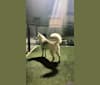 Leyla, a Siberian Husky and German Shepherd Dog mix tested with EmbarkVet.com