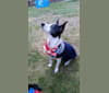 Topper, a Chihuahua tested with EmbarkVet.com