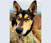 Milo, a Siberian Husky and Rat Terrier mix tested with EmbarkVet.com