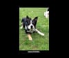 Photo of Lizzy Bear, a Border Collie  in null