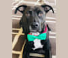 Ryker, an American Pit Bull Terrier and American Staffordshire Terrier mix tested with EmbarkVet.com