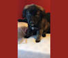 Photo of Bear, an American Pit Bull Terrier, German Shepherd Dog, Neapolitan Mastiff, and Mixed mix in Michigan, USA