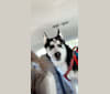 Photo of Mercury, a Siberian Husky, Alaskan Malamute, and German Shepherd Dog mix in Tucson, Arizona, USA