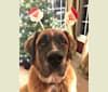 Photo of Linus, a Saint Bernard and Boxer mix in Gainesville, Virginia, USA