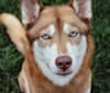 Asha, a Siberian Husky and German Shepherd Dog mix tested with EmbarkVet.com