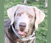ELLY, a Labrador Retriever tested with EmbarkVet.com