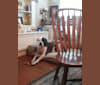 cayden, an American Pit Bull Terrier and American Bulldog mix tested with EmbarkVet.com