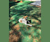 Barley, a German Shepherd Dog and Beagle mix tested with EmbarkVet.com