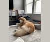 Photo of Kaldi, a Great Pyrenees, Chow Chow, and Mixed mix in Montgomery, Texas, USA