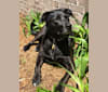 Echo, a German Shepherd Dog and Labrador Retriever mix tested with EmbarkVet.com